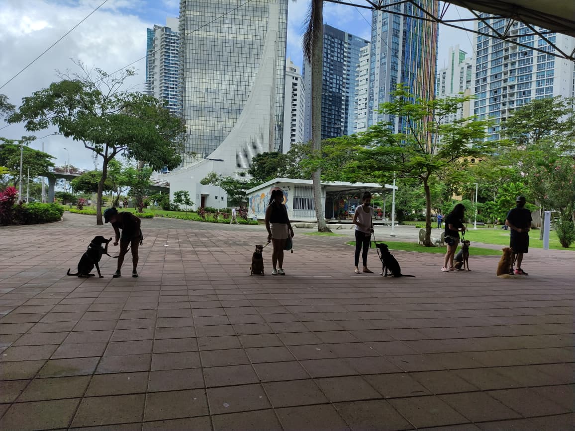 Sesiones de entrenamiento